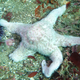 Image for article titled That Horrible Starfish Disease May Be Spreading To Northern Waters